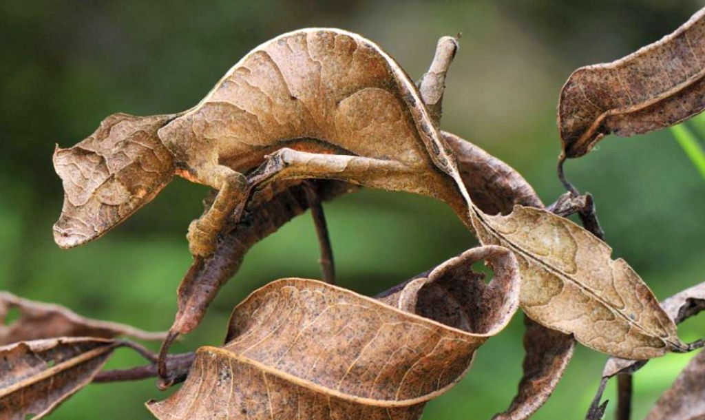 Le gecko satanique à queue de feuille (Uroplatus phantasticus), un as du camouflage