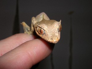 Le gecko satanique à queue de feuille (Uroplatus phantasticus), un as du camouflage