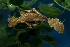 Le gecko satanique à queue de feuille (Uroplatus phantasticus), un as du camouflage