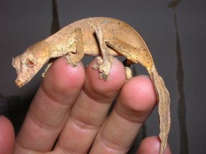 Le gecko satanique à queue de feuille (Uroplatus phantasticus), un as du camouflage