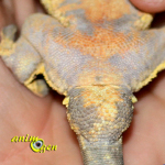 Comment connaître le sexe d'un gecko à crête, ou Rhacodactylus ciliatus ?