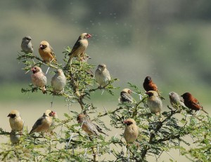 L'intelligence collective chez les animaux sauvages