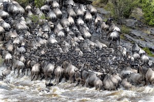 L'intelligence collective chez les animaux sauvages