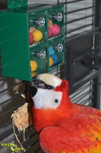 Jouet de foraging et d'intelligence pour perroquet : Four big drawers (Creative Foraging Systems)