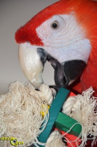 Jouet de patte pour perroquet : balle de bois et corde (Parrot Parcel)