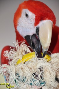 Jouet de patte pour perroquet : balle de bois et corde (Parrot Parcel)