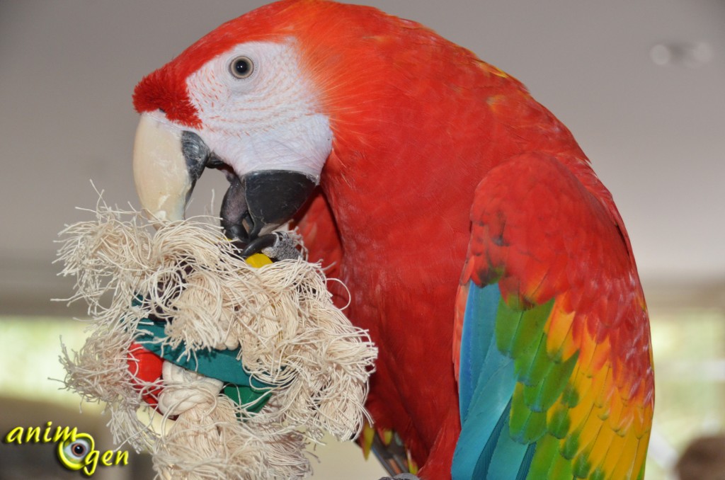 Jouet de patte pour perroquet : balle de bois et corde (Parrot Parcel)