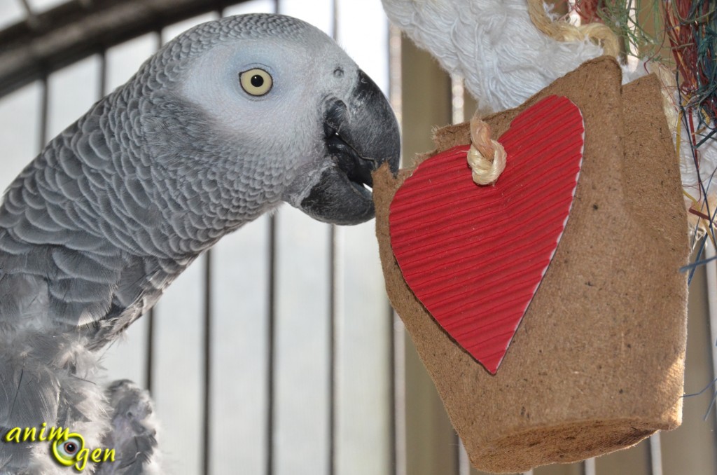 Jouet à fabriquer pour nos perroquets : berlingot de la Saint Valentin