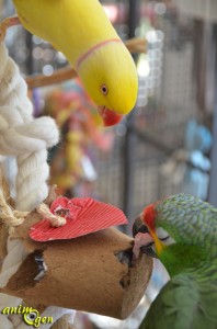 Jouet à fabriquer pour nos perroquets : berlingot de la Saint Valentin