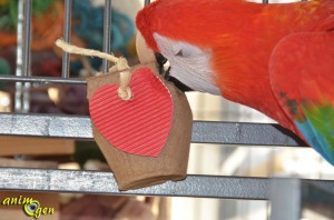 Jouet à fabriquer pour nos perroquets : berlingot de la Saint Valentin
