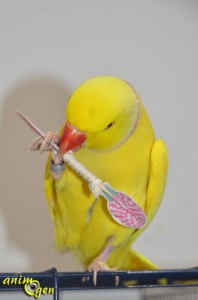 Jouet de patte pour petit et moyen perroquet à fabriquer : haltère en piques à cocktail