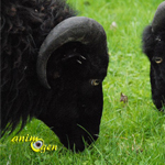 Le mouton d’Ouessant (Ovis aries), race naine bretonne