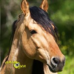 Le mustang, cheval de légende