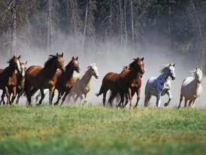 Le mustang, cheval de légende