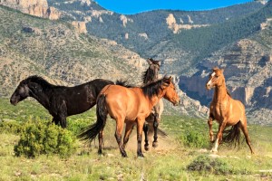 Le mustang, cheval de légende