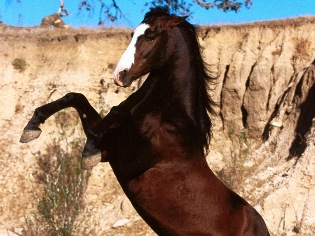 Le mustang, cheval de légende