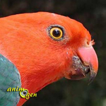 La perruche royale australienne, ou Alisterus scapularis