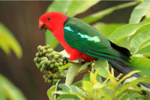 La perruche royale australienne, ou Alisterus scapularis