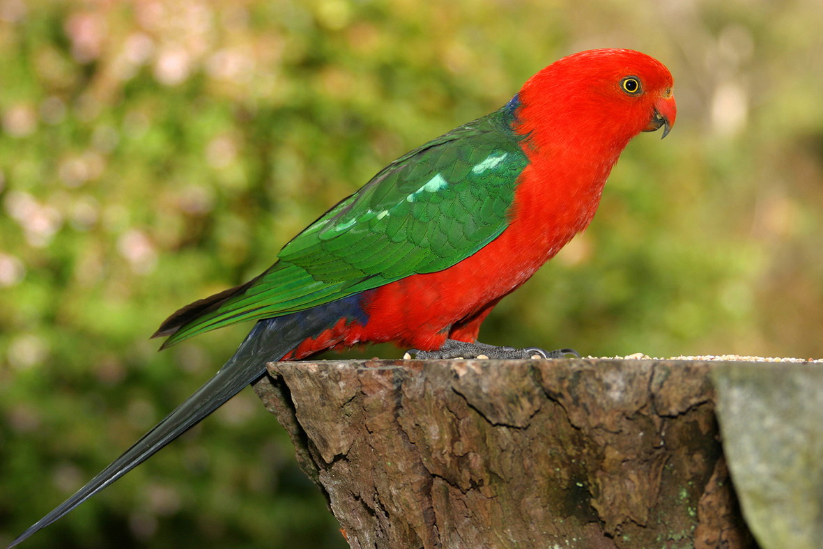 La perruche royale australienne, ou Alisterus scapularis La perruche royale australienne, ou Alisterus scapularis