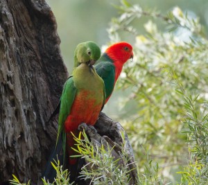 La perruche royale australienne, ou Alisterus scapularis