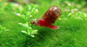 La planorbe rouge (Planorbis corneus), jardinière d'eau douce