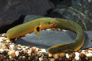 Le poisson roseau, ou Erpetoichthys calabaricus