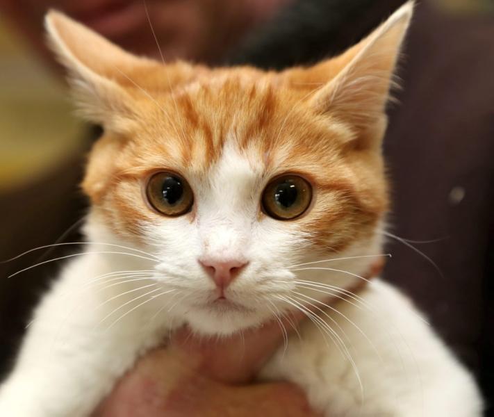 Marseille : un lancer condamné par la justice pour l'agresseur du chaton Oscar