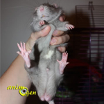 Santé : la castration d'un rat mâle (avantages et inconvénients)