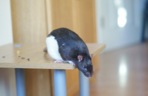 Santé : la castration d'un rat mâle (avantages et inconvénients)