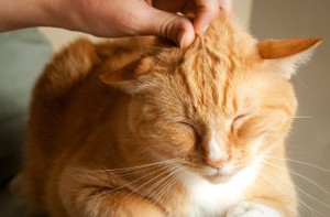 L'origine du ronronnement chez le chat