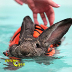 Lapin - les basiques à connaitre - Page 5 Sant%C3%A9-lapins-hydroth%C3%A9rapie-baln%C3%A9oth%C3%A9rapie-eau-nac-lagomorphes-rongeurs-animal-animaux-compagnie-animogen-0