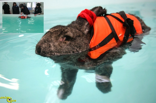 Lapin - les basiques à connaitre - Page 5 Sant%C3%A9-lapins-hydroth%C3%A9rapie-baln%C3%A9oth%C3%A9rapie-eau-nac-lagomorphes-rongeurs-animal-animaux-compagnie-animogen-6