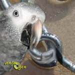 Métaux toxiques pour les perroquets : comment déceler la présence de zinc ?