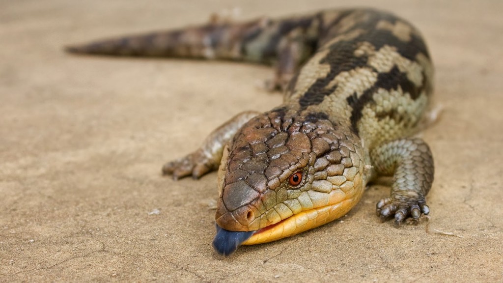 Le scinque à langue bleue, lézard à langue bleue, ou tiliqua scincoïde