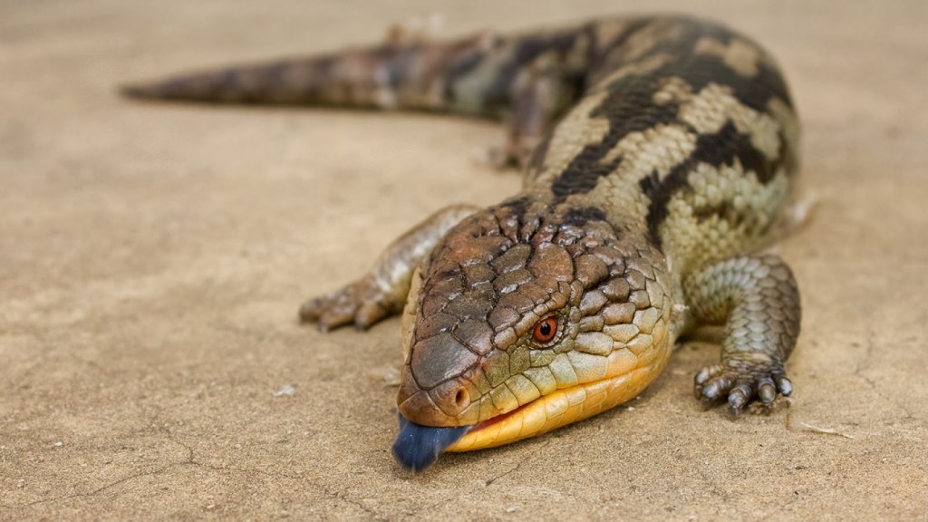 L'animal de Martin du 5 Juillet trouvé par Ajonc Scinque-langue-bleue-lézard-tiliqua-scincoïde-alimentation-maintien-reproduction-caractère-comportement-NAC-détention-reptiles-animal-animaux-compagnie-animogen-3-1024x576