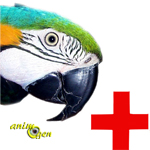 Santé : problèmes pouvant survenir chez les perroquets lors du nourrissage à la main (EAM) 1/2