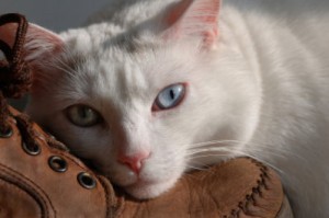 Santé : comment savoir si un chat est sourd ?