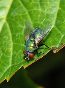 Les larves de la mouche verte (lucilia sericata), ces asticots qui nous collent à la plaie