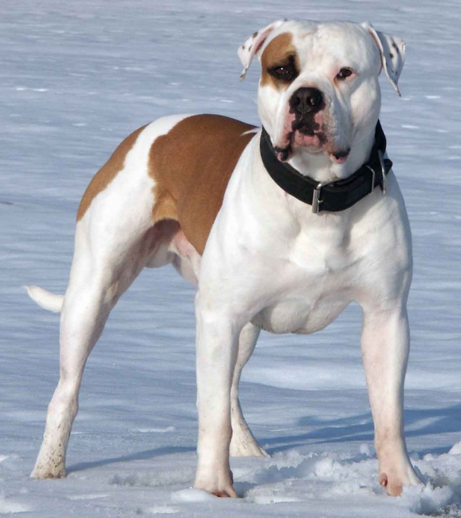 Le Bouledogue américain, ou American Bulldog animOgen