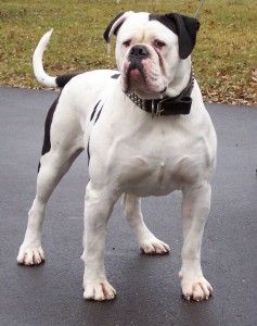 Le Bouledogue américain, ou American Bulldog