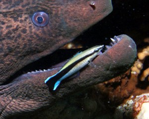 Le Labre nettoyeur, ou Labroides dimidiatus, un poisson victime de sa nature