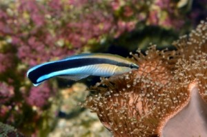 Le Labre nettoyeur, ou Labroides dimidiatus, un poisson victime de sa nature