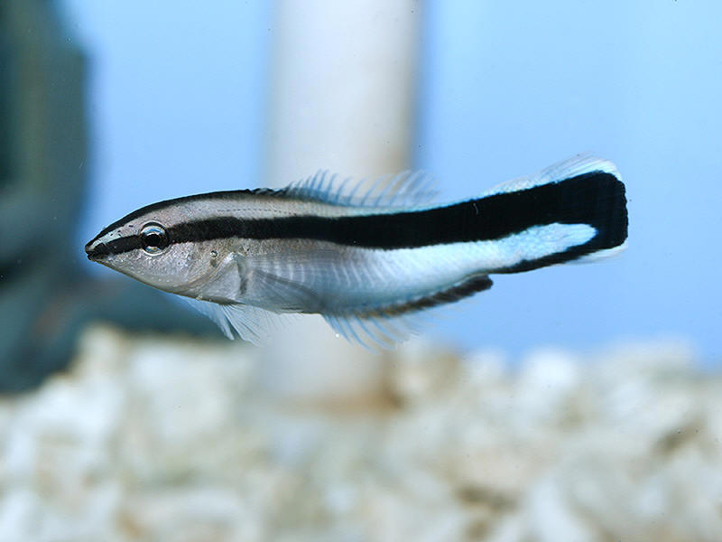 Le Labre nettoyeur, ou Labroides dimidiatus, un poisson victime de sa nature