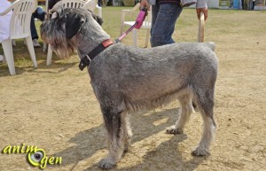 Le Schnauzer moyen, vétéran de guerre  