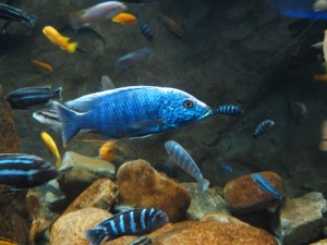 Aquariophilie d'eau douce : les problèmes d'agression dans un aquarium communautaire