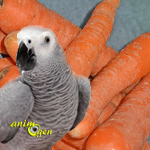Alimentation : la carotte, source officielle de vitamines pour nos perroquets