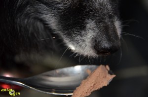 Alimentation : pâtée de convalescence pour chiens et chats, Canine-Feline Critical Care (Hill's Prescription Diet)