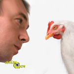 Education : comment manipuler nos poules d’agrément ?