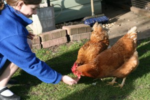 apprivoisement-apprentissage-manipuler-apprivoiser-poule-méthode-oiseaux-basse-cour-animal-animaux-compagnie-animogen-2.jpg