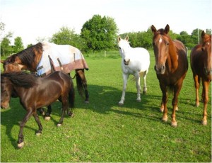 Quelle attitude adopter pour aborder des chevaux dans un pré ?